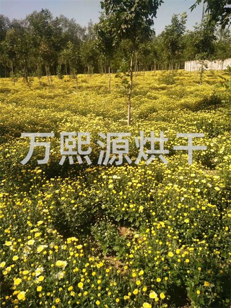 菊花烘干机